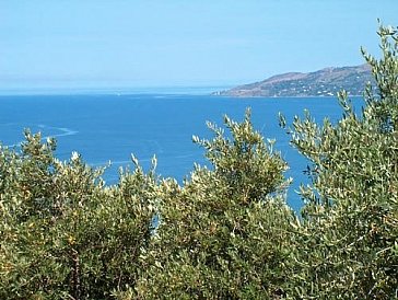 Ferienhaus in Ascea - Farben der mediterranen Vegetation