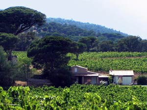 Ferienhaus in Sainte Maxime - Bild6