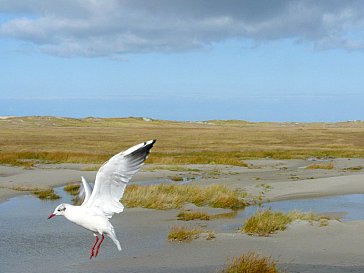 Ferienwohnung in St. Peter-Ording - Bild9