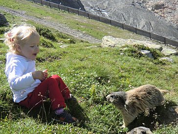 Ferienwohnung in Saas-Grund - Murmeltiere füttern