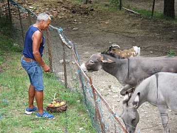Ferienhaus in Beaulieu - Fütterung der Esel