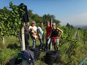 Ferienwohnung in Klosterneuburg-Kritzendorf - Weinlese