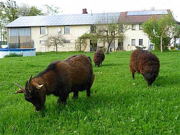 Ferienwohnung in Prez sous Lafauche - Tiere auf dem Hof