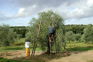 Ferienwohnung in Massa Marittima - Olivenernte