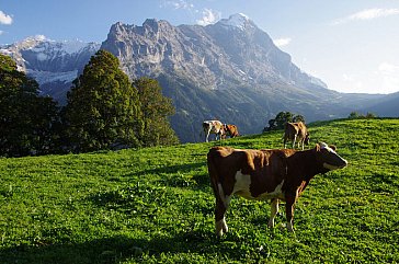 Ferienhaus in Grindelwald - Alpimpressionen