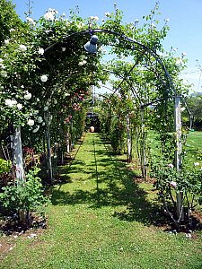 Ferienwohnung in Capoliveri - Garten