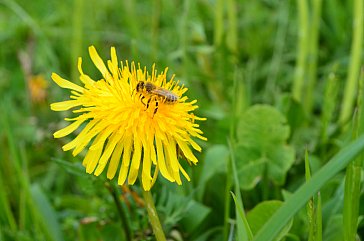 Ferienwohnung in Ahrntal - Natur pur