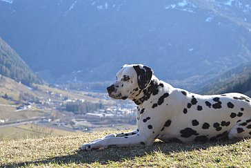 Ferienwohnung in Ahrntal - Natur pur