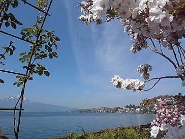 Ferienwohnung in Weggis - Aussicht aus der Wohnung Richtung Dorf mit Pilatus