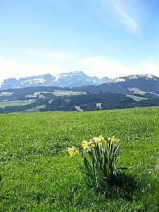 Ferienwohnung in Gonten - Aussicht