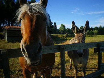 Ferienhaus in Rosières - Kleintierfarm mit Ponys