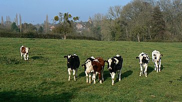 Ferienwohnung in Saint Martin sur Ecaillon - Naturpark Avesnois