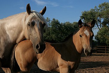 Ferienhaus in Racale - Private Riding