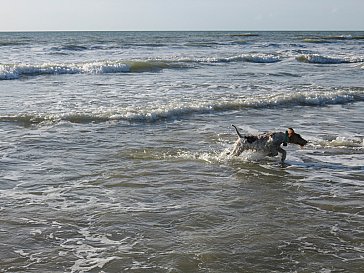 Ferienhaus in Denneville-Plage - Am Strand