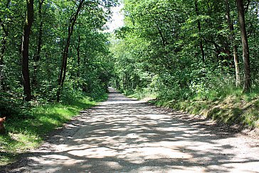 Ferienhaus in Dötlingen - Waldweg zum Ferienhaus