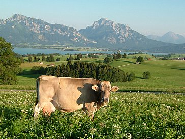 Ferienwohnung in Rieden am Forggensee - Rosshaupten Panorama mit Kuh
