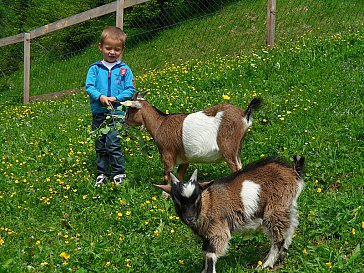 Ferienwohnung in Silbertal - Unsere Tiere am Bauernhof