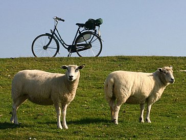 Ferienwohnung in Friedrichskoog-Spitze - Fahrradurlaub