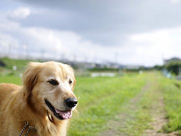 Ferienwohnung in Friedrichskoog-Spitze - Und die Hunde dürfen auch mit
