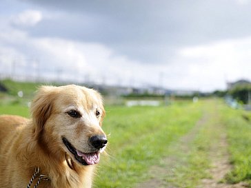 Ferienwohnung in Friedrichskoog-Spitze - Und die Hunde dürfen auch mit