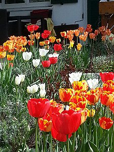 Ferienwohnung in Hirschegg - Gartenausschnitte