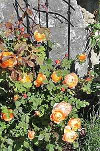 Ferienwohnung in Hirschegg - Gartenansicht