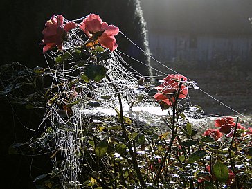 Ferienwohnung in Wieck - Herbststimmung