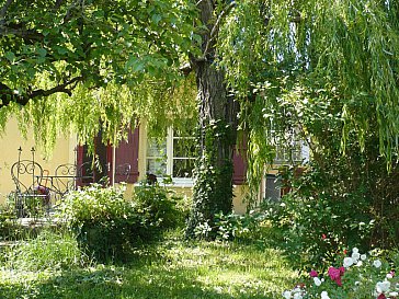 Ferienhaus in Vaison-la-Romaine - Trauerweide