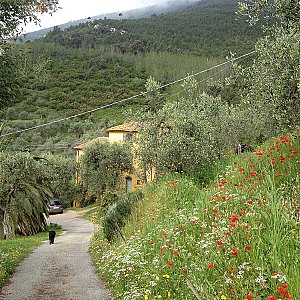 Ferienwohnung in Calci - Morgenspaziergang vor dem Haus