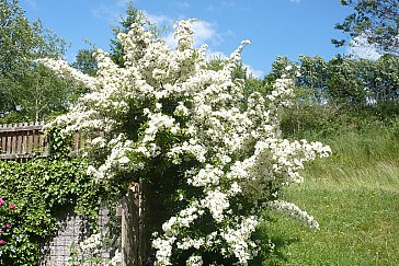 Ferienwohnung in Dachsberg - Blumen