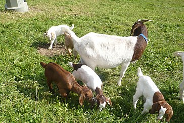 Ferienwohnung in Dachsberg - Ziegen