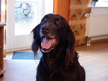 Ferienwohnung in St. Peter-Ording - Hunde sind herzlich willkommen