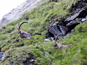 Ferienwohnung in Penk - Steinböcke am Grossglockner