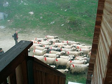 Ferienhaus in Blatten-Belalp - Schafherde im Sommer