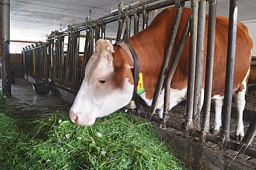 Ferienwohnung in Hopfgarten - Bild15