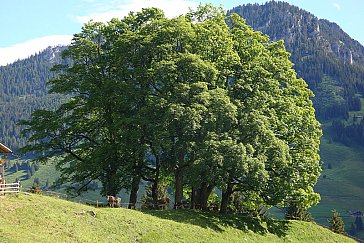 Ferienwohnung in Kiental - Umgebung