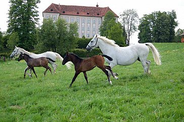 Ferienhaus in St. Stefan ob Stainz - Gestüt Piber