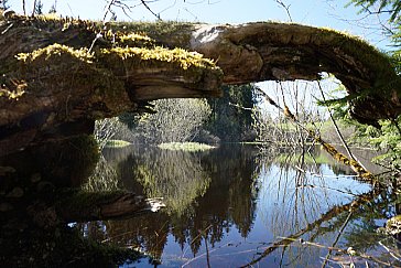 Ferienwohnung in Hinterzarten - Unser Weiher