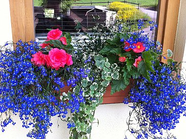 Ferienwohnung in Hinterzarten - Blumenschmuck