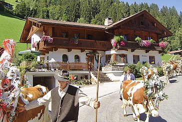 Ferienwohnung in Hippach - Almabtrieb