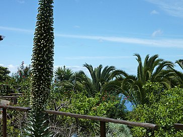 Ferienhaus in Icod de Los Vinos - Casa Palmera - palmera canariensis