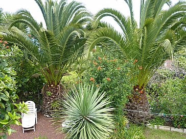 Ferienhaus in Icod de Los Vinos - Casa Palmera - Sonnen unter Palmen