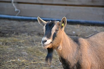 Ferienwohnung in Welschnofen - Ziegen