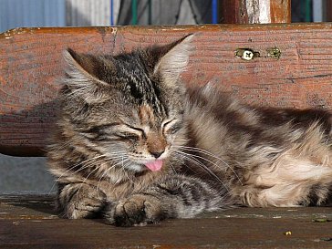 Ferienwohnung in Seeg - Unsere Katze