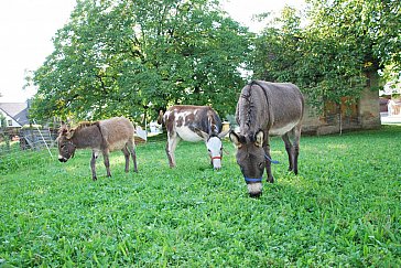 Ferienwohnung in Friedrichshafen - Unsere Tiere