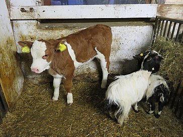 Ferienwohnung in Kastelruth - Strumpflunerhof