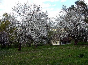Ferienhaus in Gerersdorf-Sulz - Haus mit blühenden Apfelbäumen