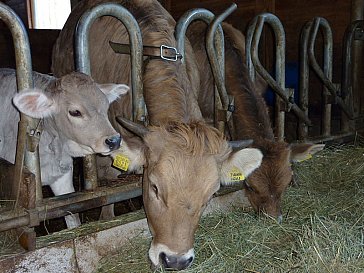 Ferienwohnung in Olang - Die Tiere im Stall freuen sich auf einen Besuch