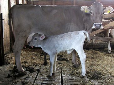 Ferienwohnung in Olang - Unsere Kuh Agnes mit ihrem Kälbchen