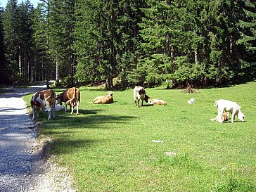 Ferienhaus in Feistritz - Bezaubernde Märchenwiese